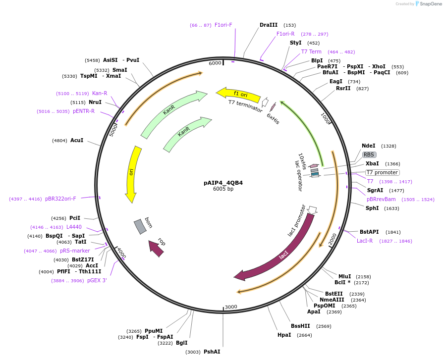 234187-plasmid-map-sequence-id-464152