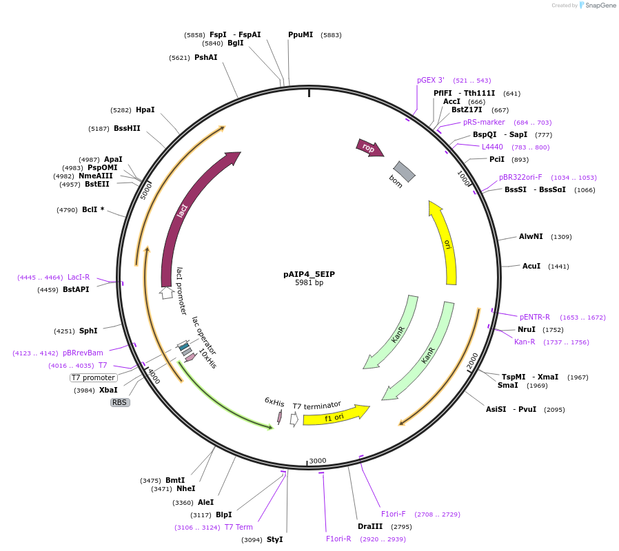 234188-plasmid-map-sequence-id-464153