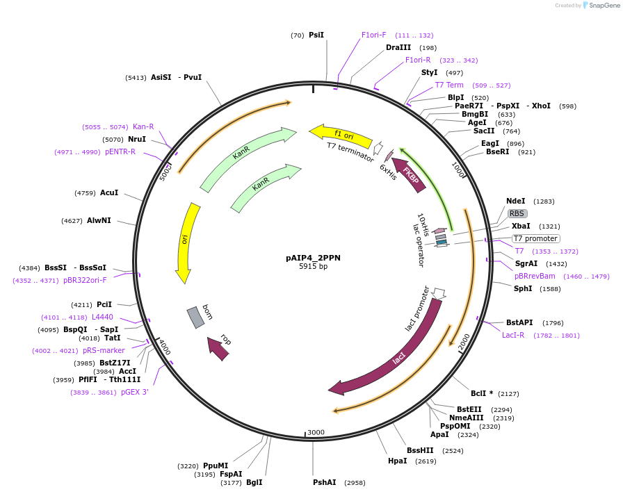234190-plasmid-map-sequence-id-464155
