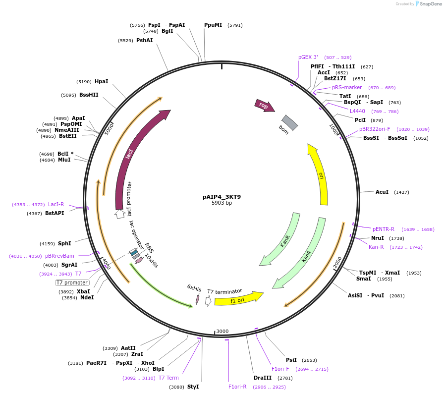 234192-plasmid-map-sequence-id-464157