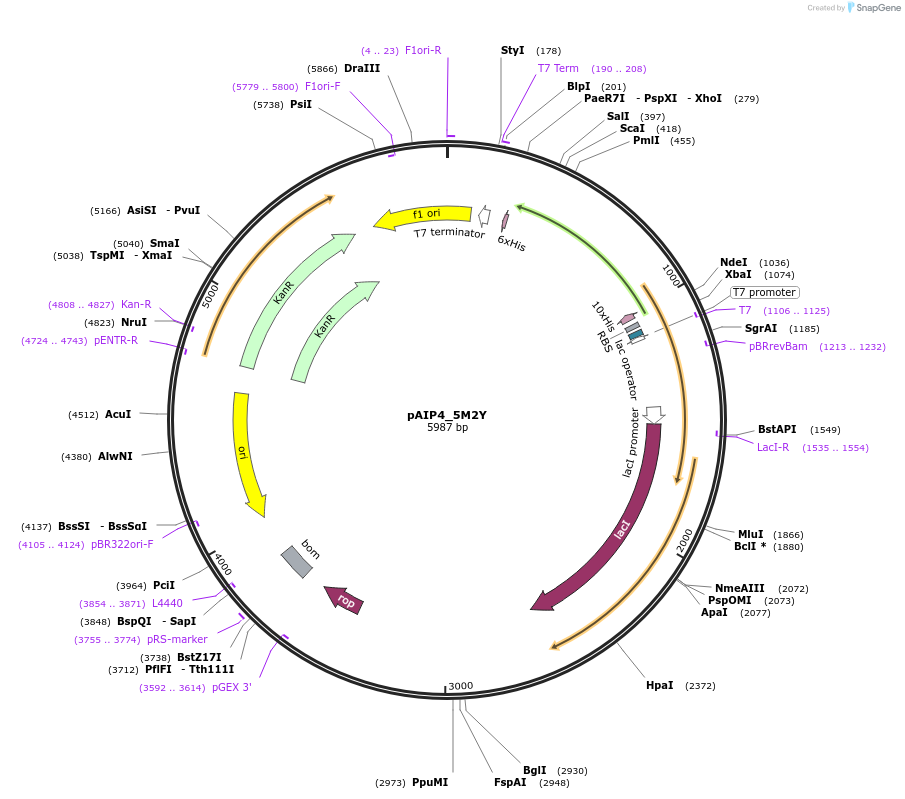 234193-plasmid-map-sequence-id-464158