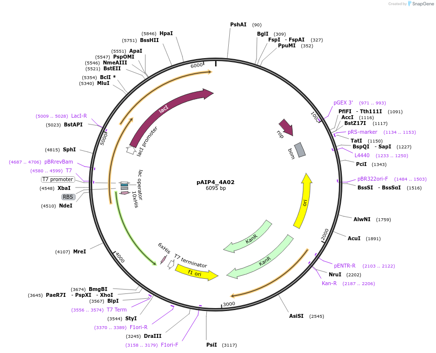 234194-plasmid-map-sequence-id-464159