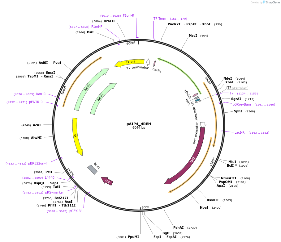 234195-plasmid-map-sequence-id-464160