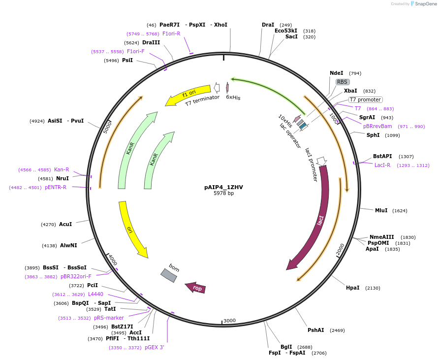 234197-plasmid-map-sequence-id-464162