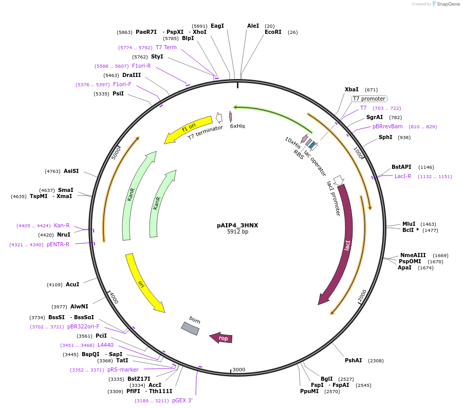 234199-plasmid-map-sequence-id-464164