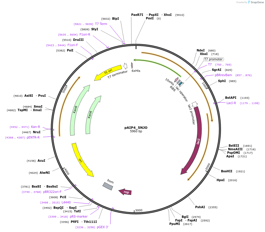 234202-plasmid-map-sequence-id-464167