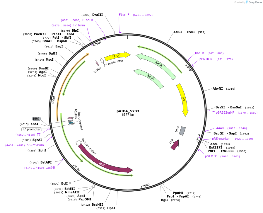 234204-plasmid-map-sequence-id-464169
