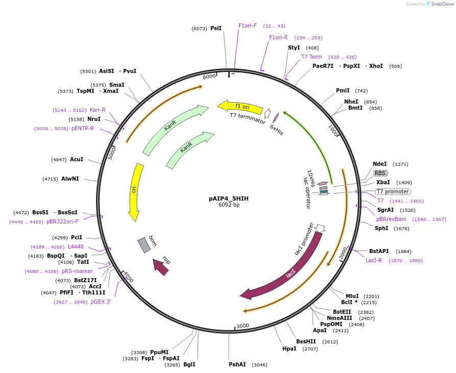 234205-plasmid-map-sequence-id-464170