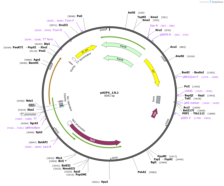 234206-plasmid-map-sequence-id-464171