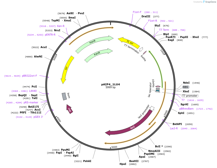 234207-plasmid-map-sequence-id-464172