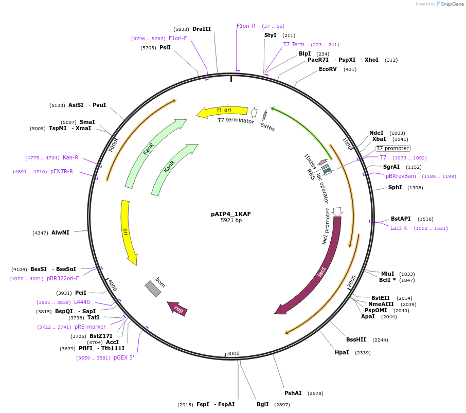 234209-plasmid-map-sequence-id-464174