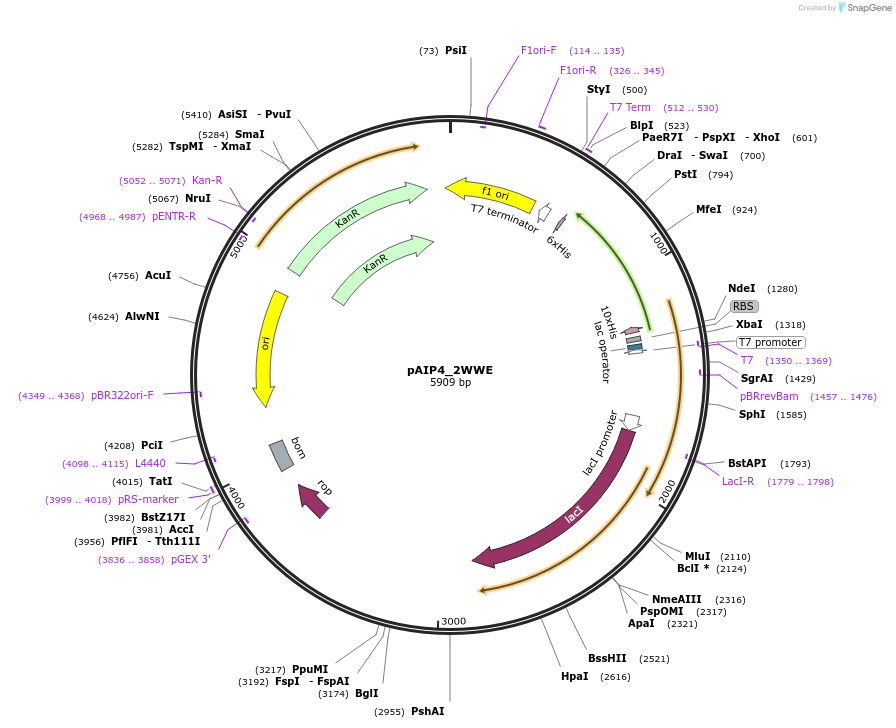 234210-plasmid-map-sequence-id-464175