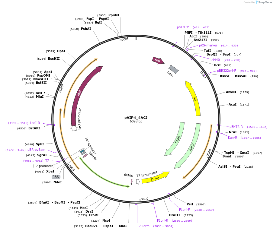 234212-plasmid-map-sequence-id-464177
