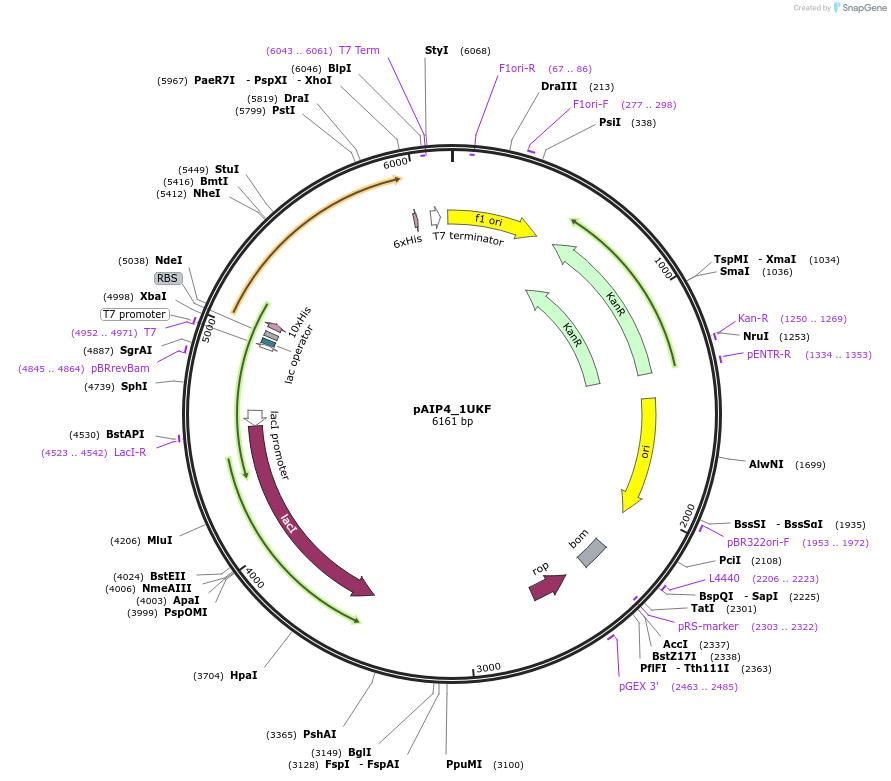 234214-plasmid-map-sequence-id-464179