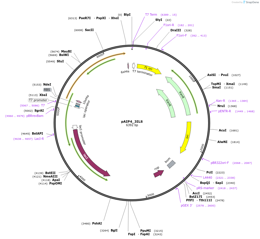 234215-plasmid-map-sequence-id-464180
