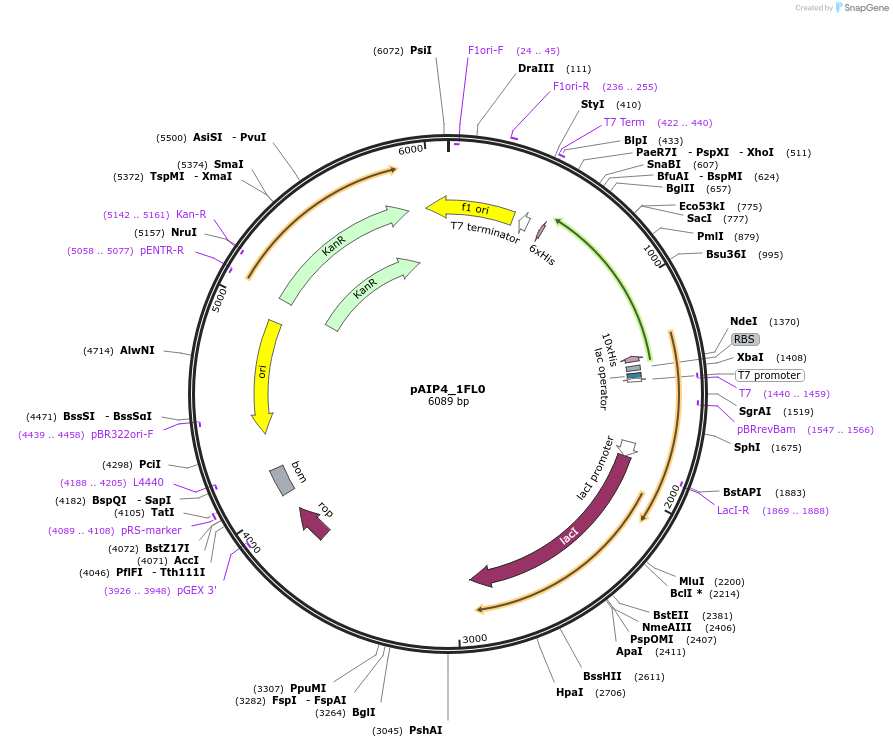234216-plasmid-map-sequence-id-464181