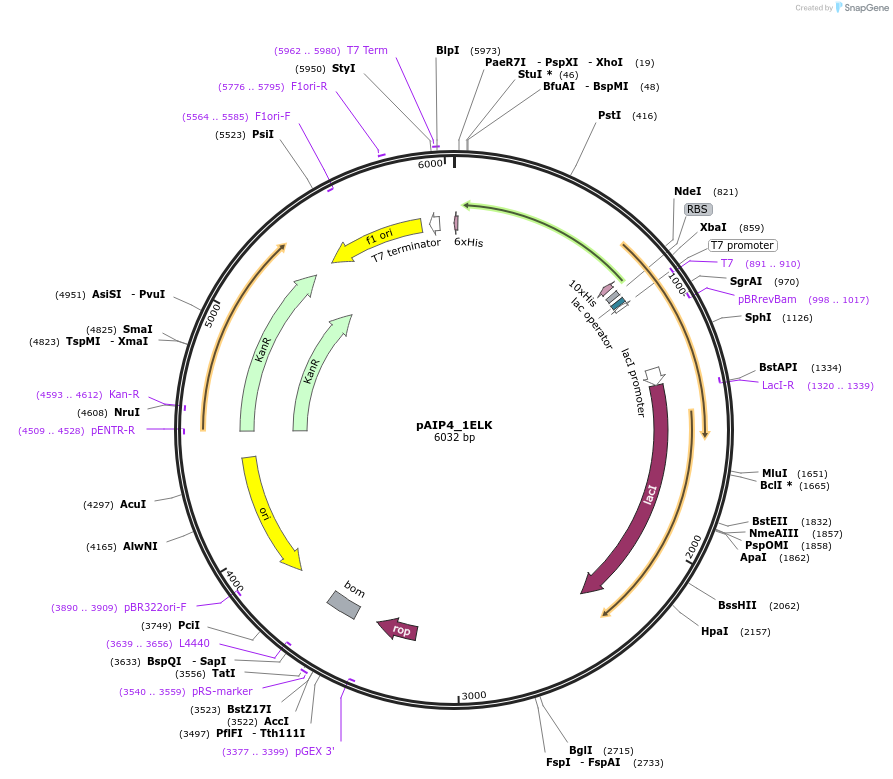 234217-plasmid-map-sequence-id-464182