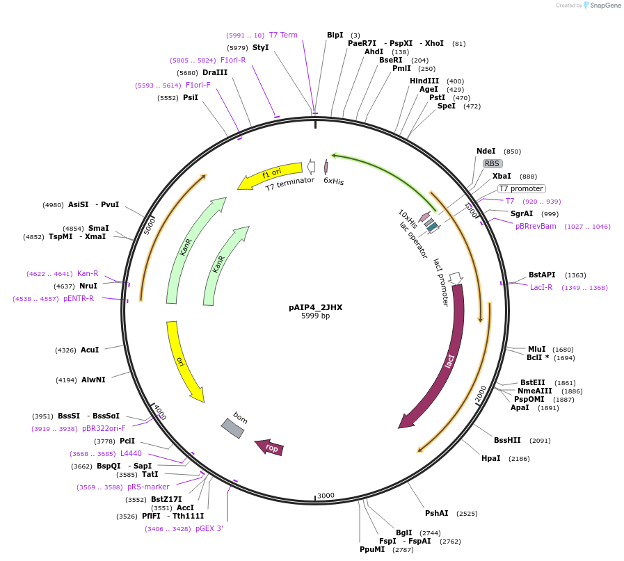 234218-plasmid-map-sequence-id-464183