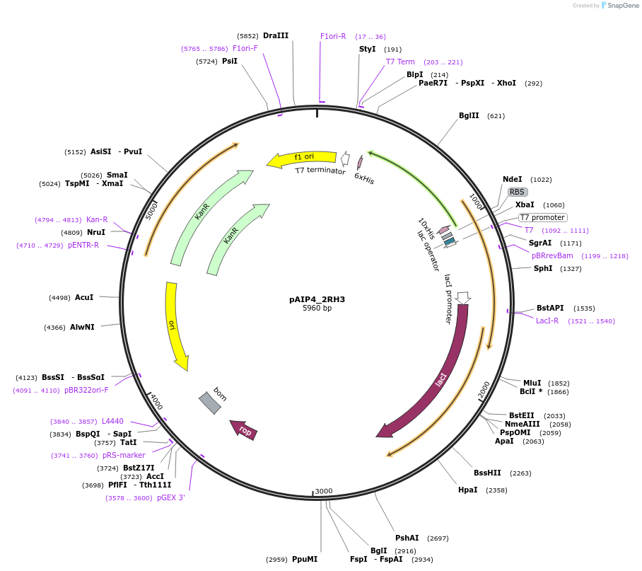234219-plasmid-map-sequence-id-464184
