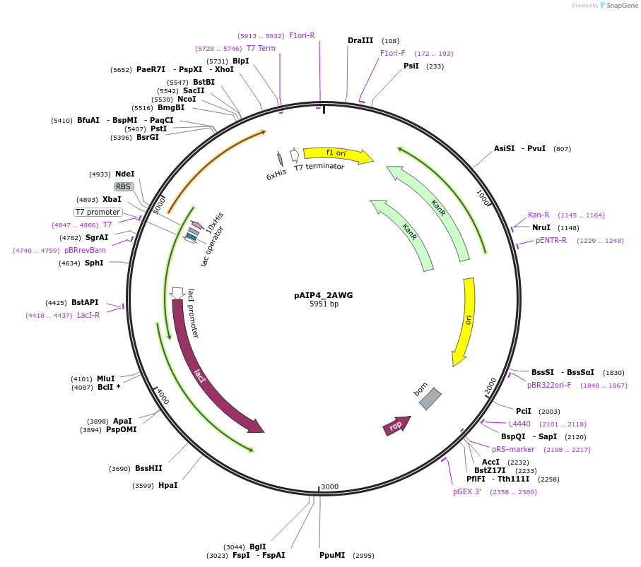 234222-plasmid-map-sequence-id-464187