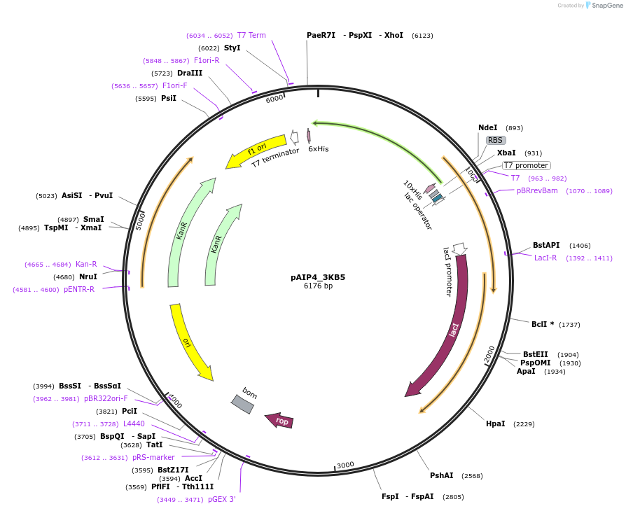 234225-plasmid-map-sequence-id-464190