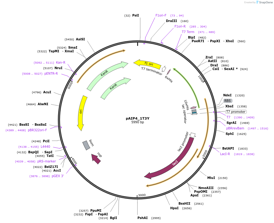 234228-plasmid-map-sequence-id-464193
