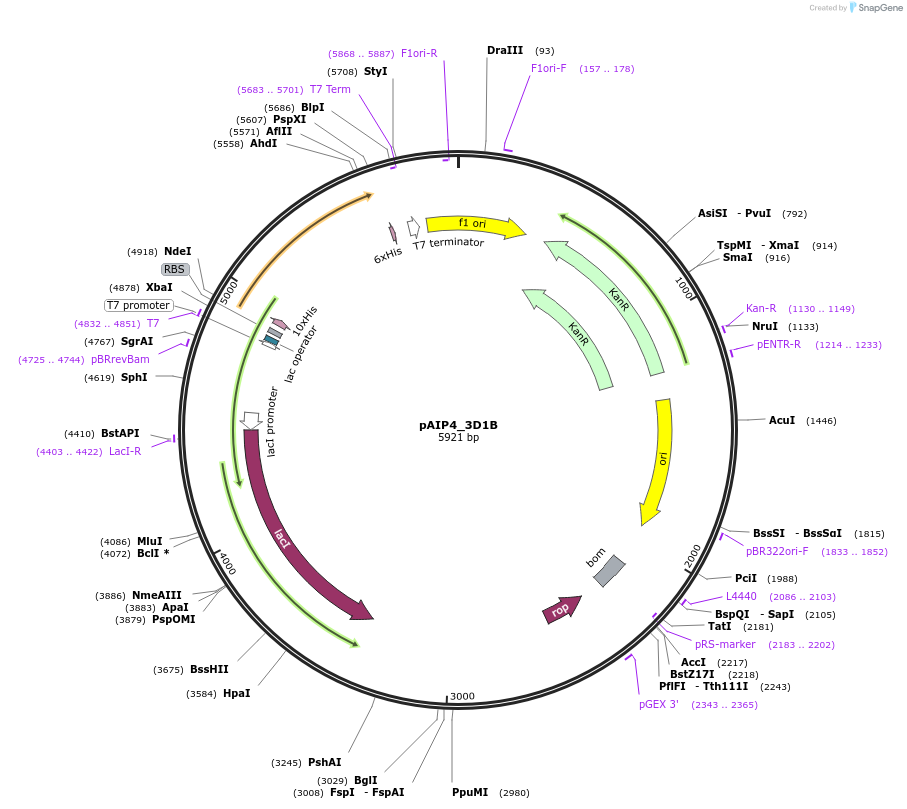 234230-plasmid-map-sequence-id-464195