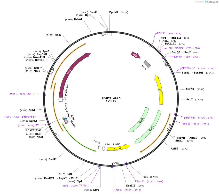 234232-plasmid-map-sequence-id-464196