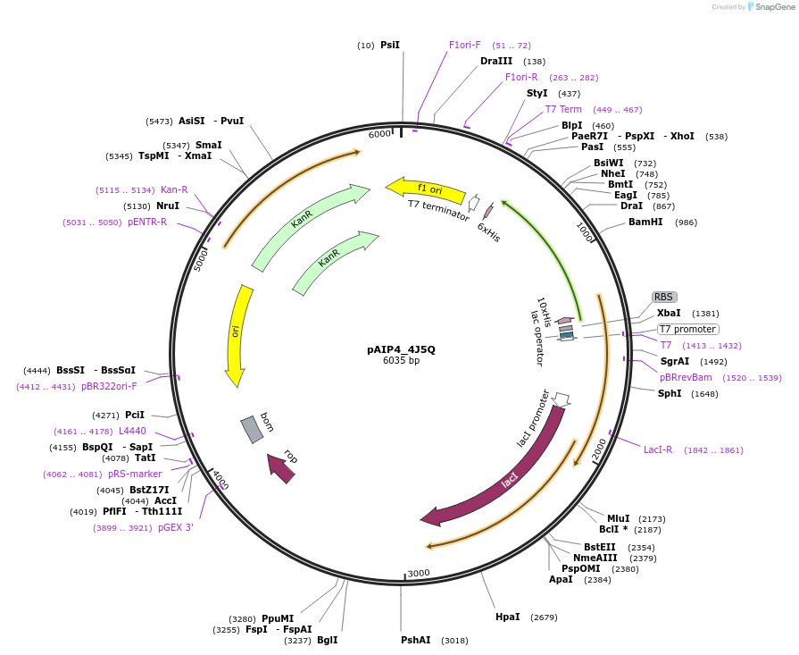234233-plasmid-map-sequence-id-464197