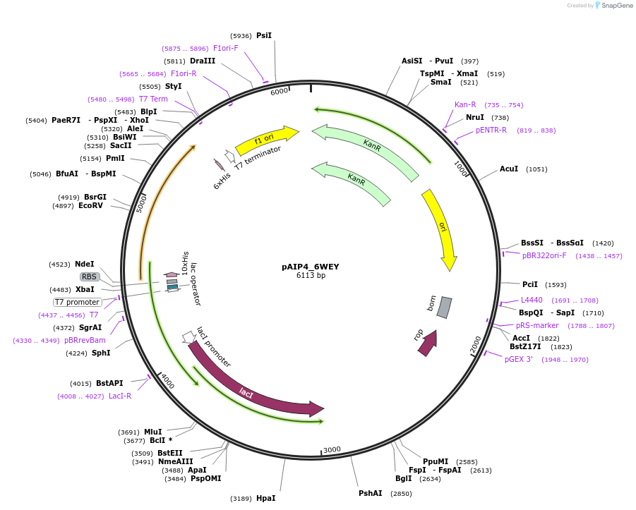 234234-plasmid-map-sequence-id-464198
