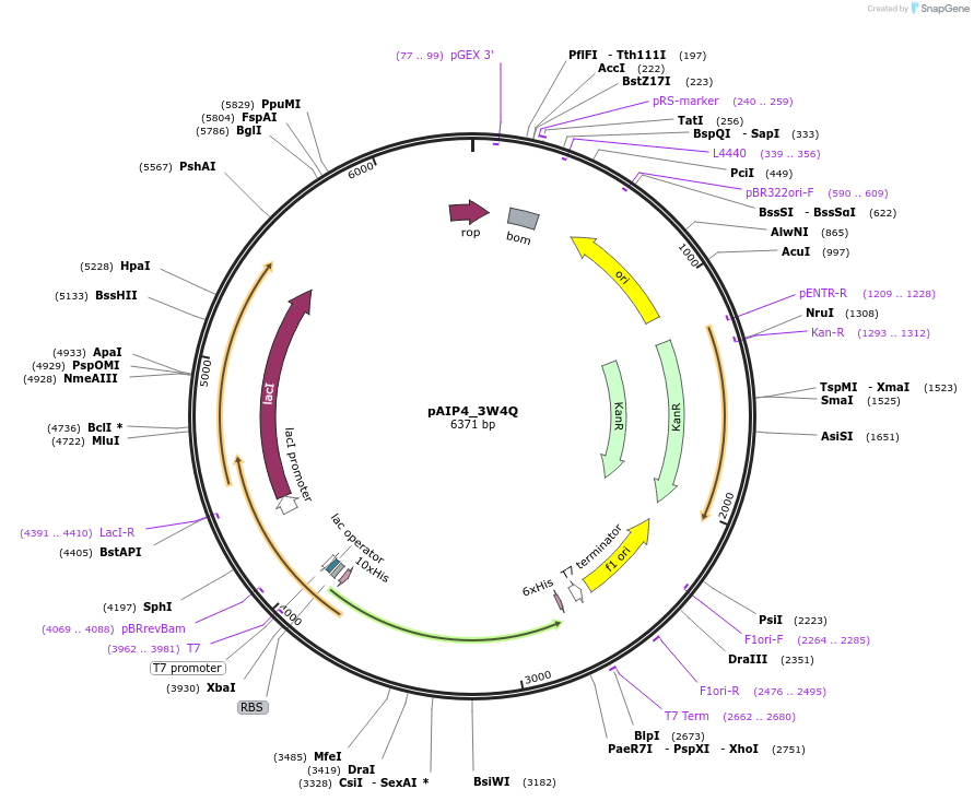 234236-plasmid-map-sequence-id-464200