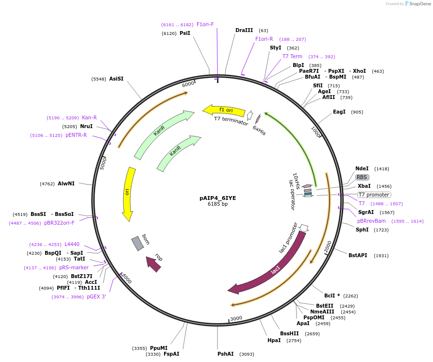 234237-plasmid-map-sequence-id-464201