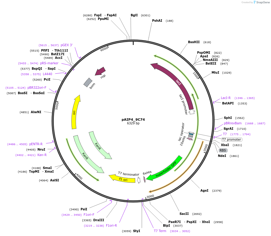 234238-plasmid-map-sequence-id-464202