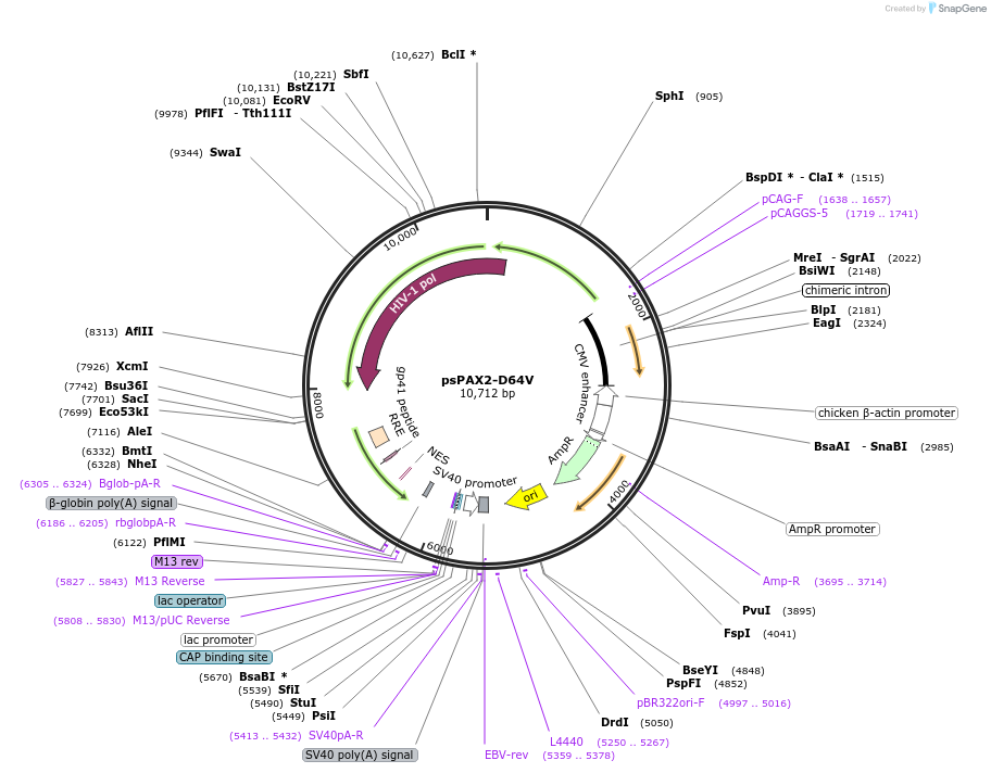 63586-plasmid-map-sequence-id-464218