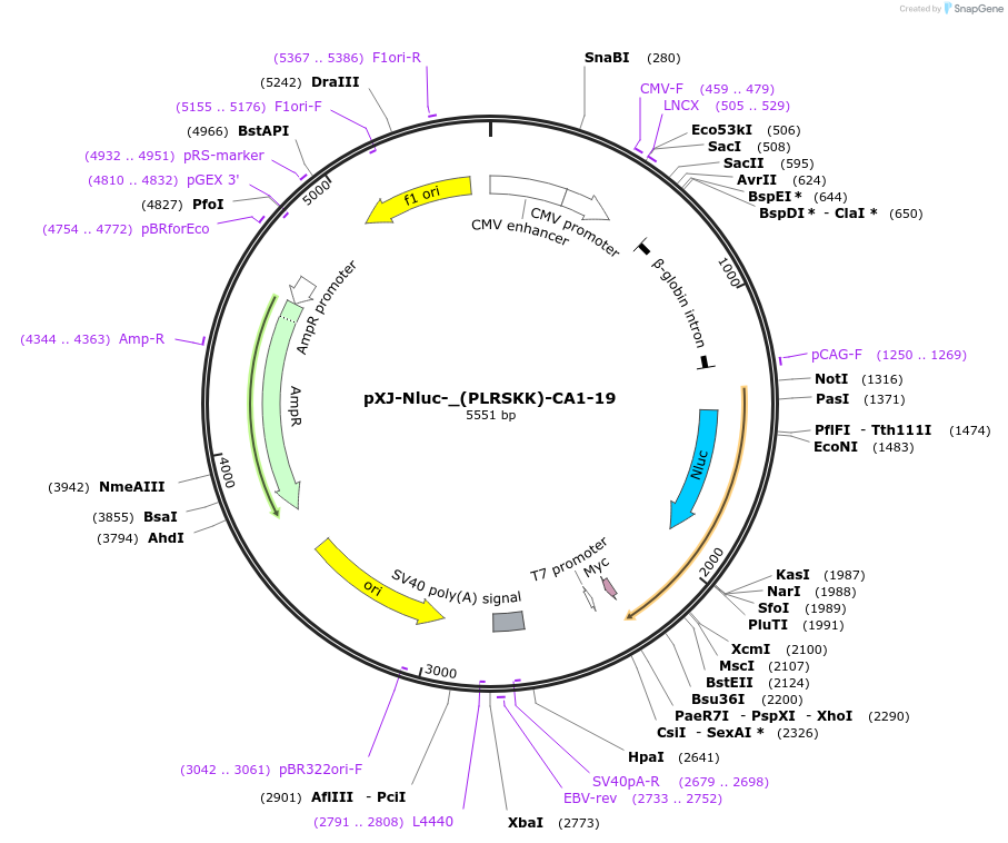 232657-plasmid-map-sequence-id-464229