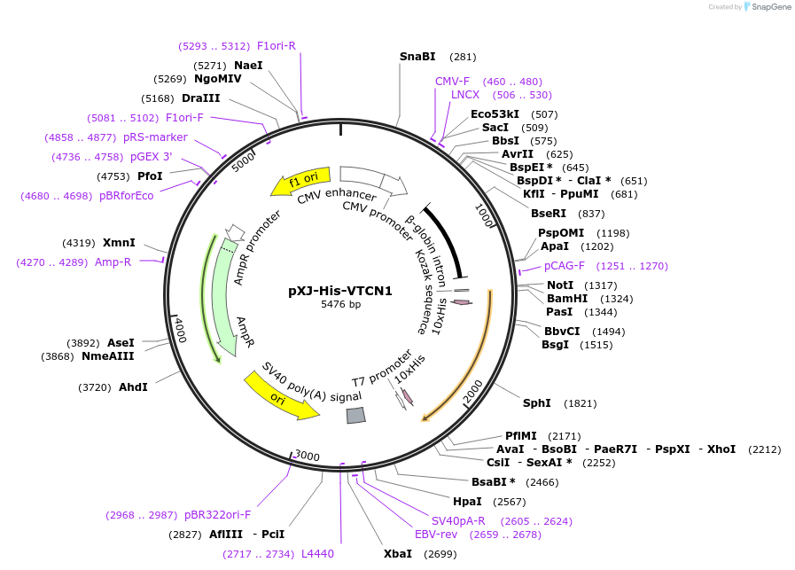 232664-plasmid-map-sequence-id-464230