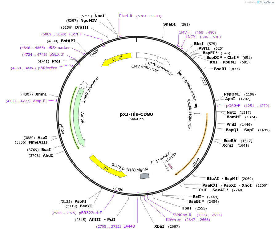 232665-plasmid-map-sequence-id-464231