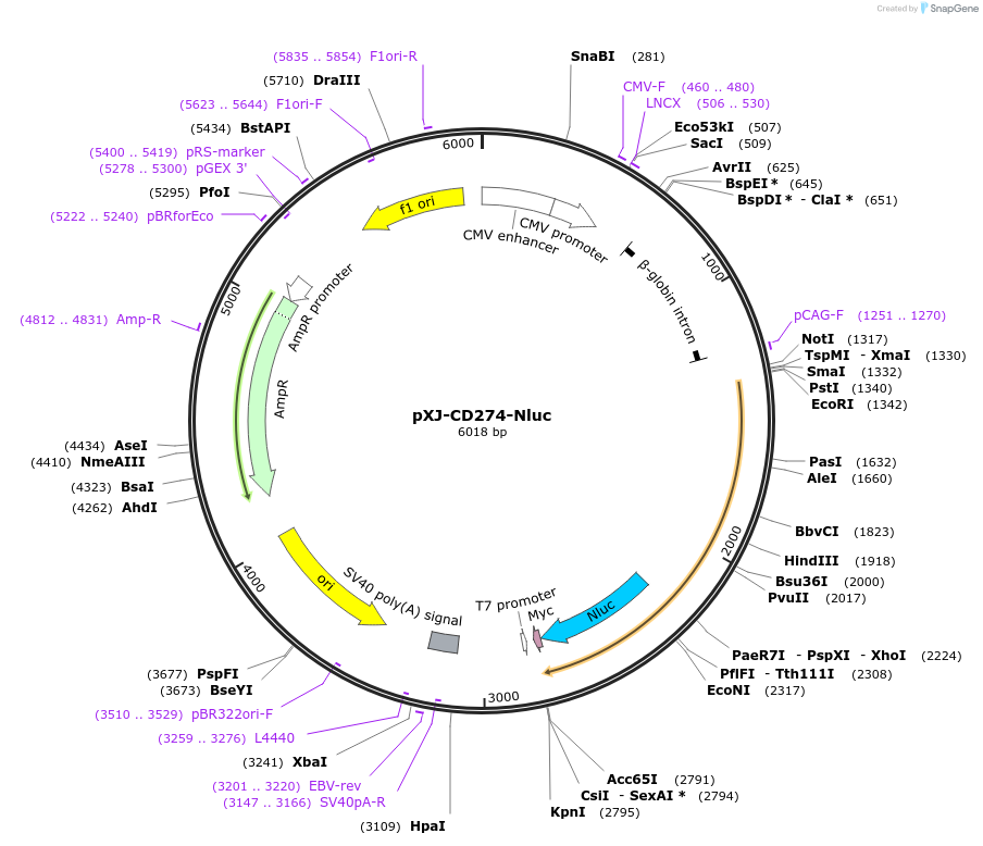 232658-plasmid-map-sequence-id-464232