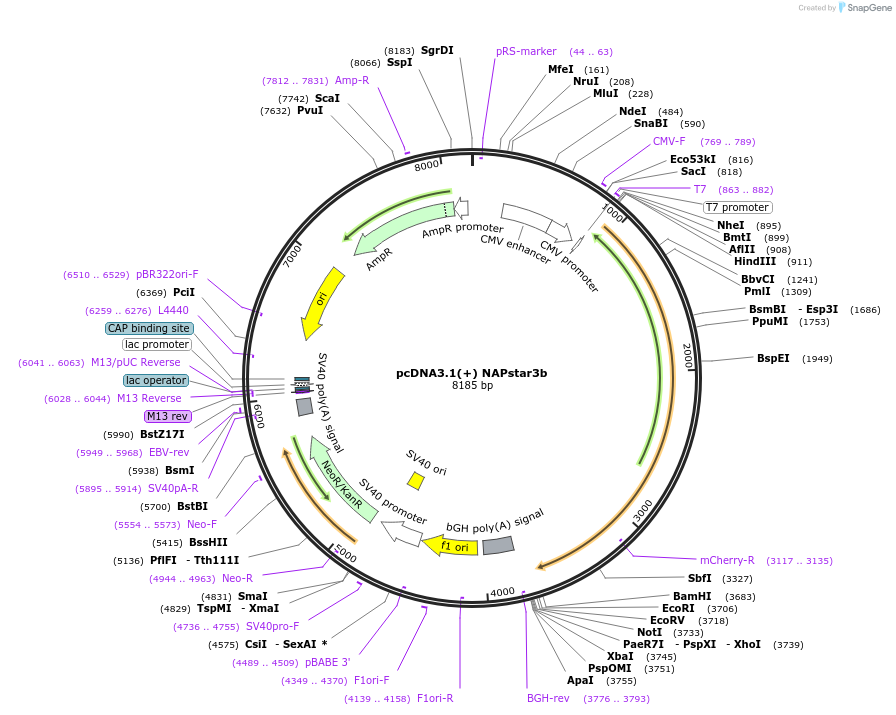 232736-plasmid-map-sequence-id-464244