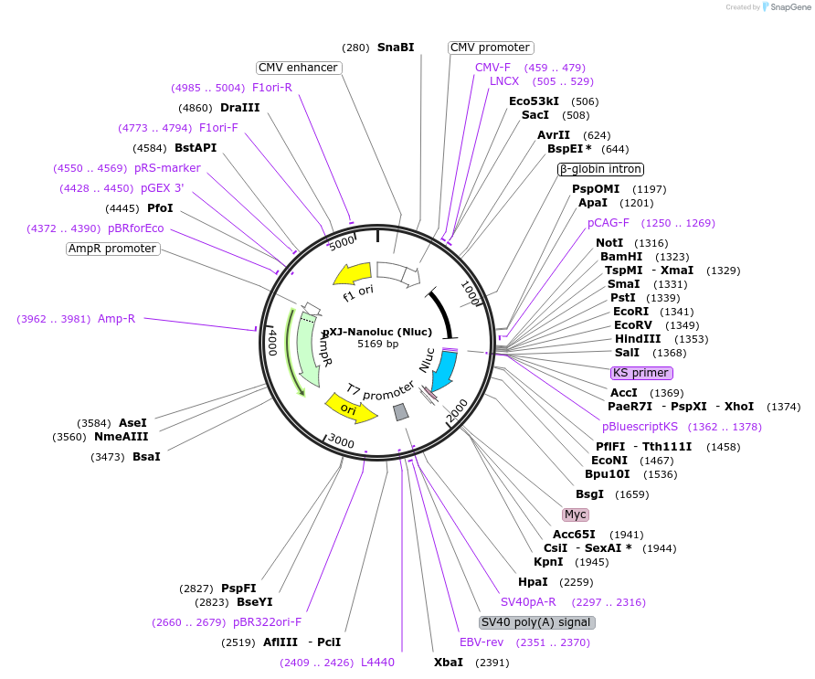 232656-plasmid-map-sequence-id-464284