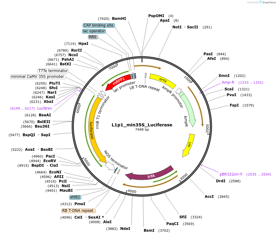231035-plasmid-map-sequence-id-464288