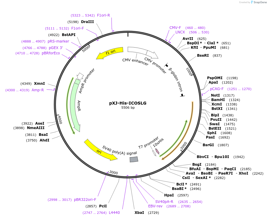 232661-plasmid-map-sequence-id-464289