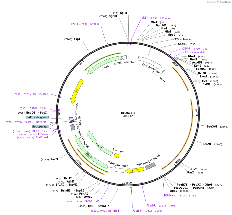 37093-plasmid-map-sequence-id-46429