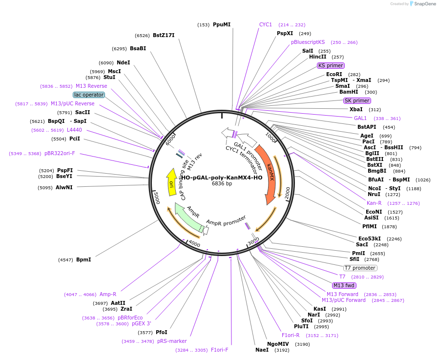 51664-plasmid-map-sequence-id-464290