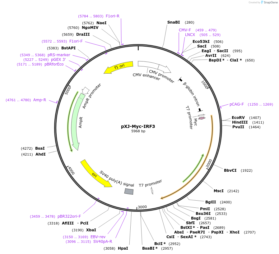 232643-plasmid-map-sequence-id-464291