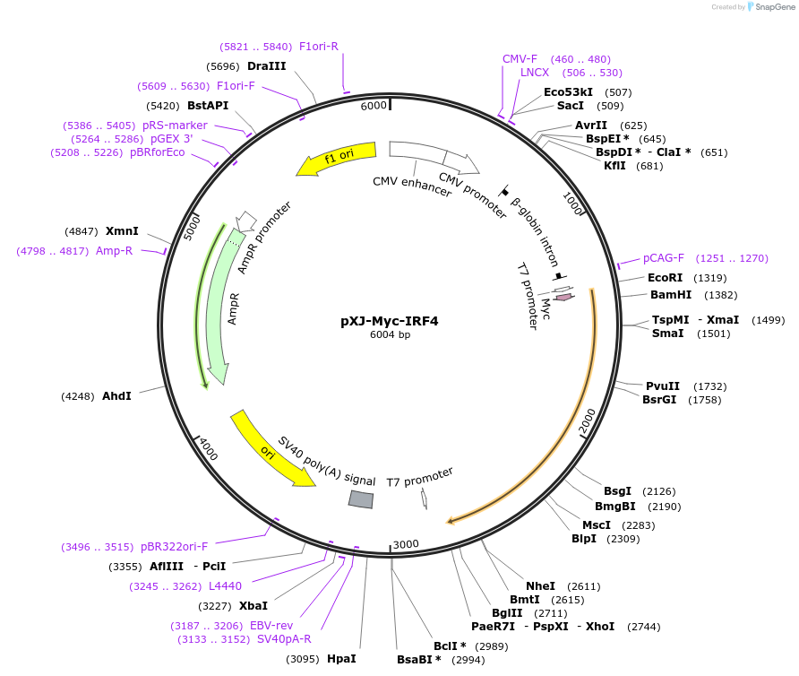 232667-plasmid-map-sequence-id-464296