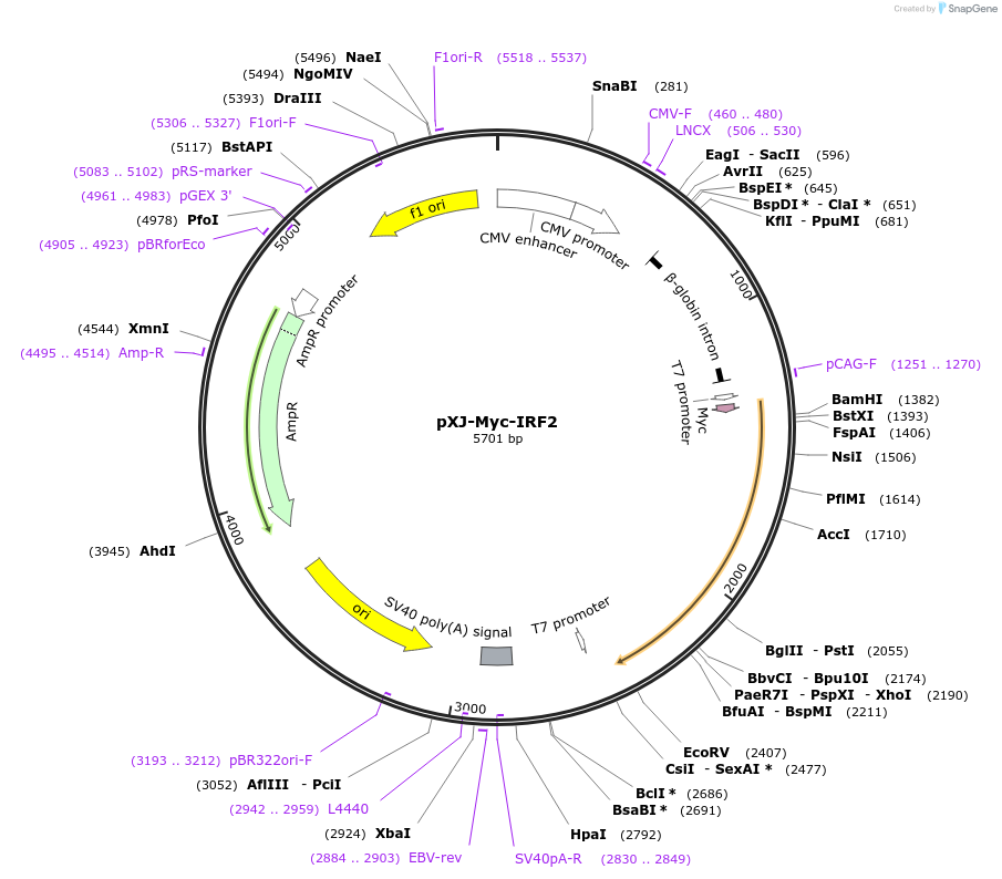 232642-plasmid-map-sequence-id-464298