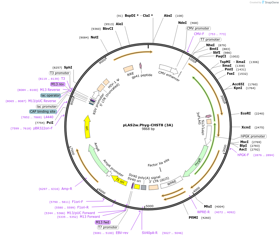 232651-plasmid-map-sequence-id-464301