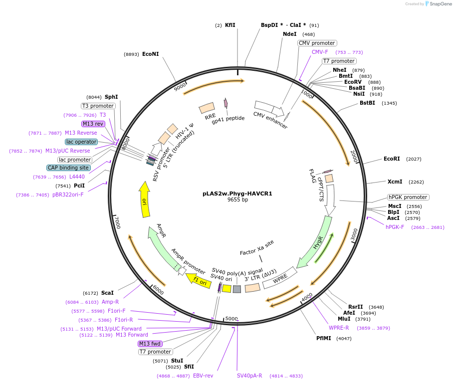 232669-plasmid-map-sequence-id-464304