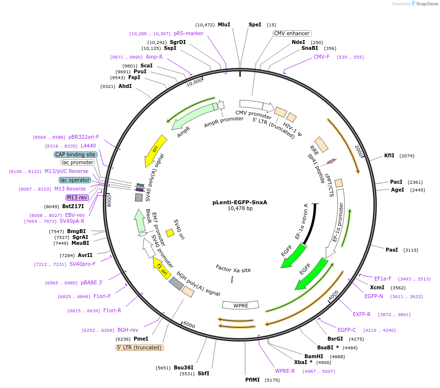 232460-plasmid-map-sequence-id-464306